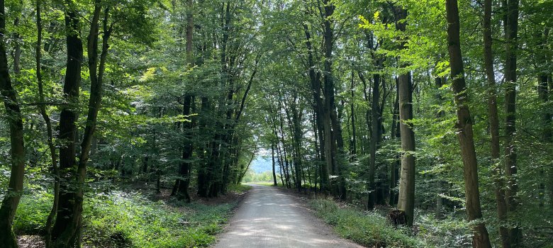Blick auf einen Waldweg, der links und rechts von hohen Laubbäumen umgeben ist.