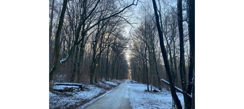 Ein winterlicher Waldweg, es liegt Schnee auf dem Boden und die Bäume sind kahl.