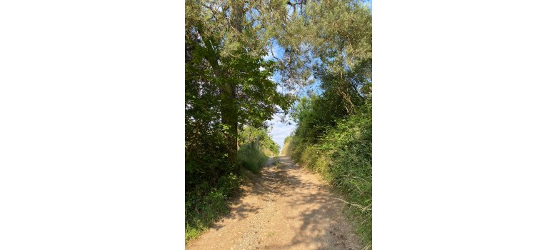 Geschotterter Feldweg zwischen hohen Hecken