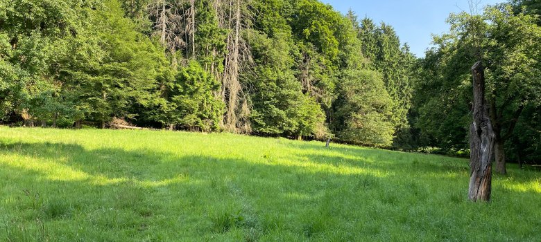 Eine von Bäumen umgebene Wiese am Waldrand