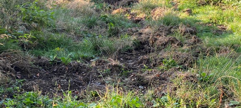 Von Wildschweinen durchwühlter Waldboden