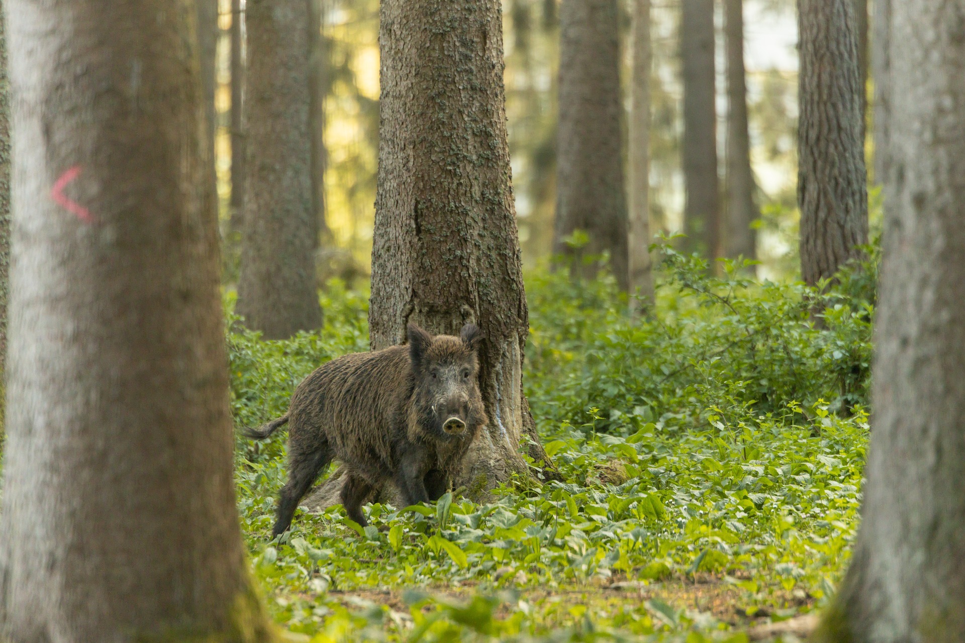 Ein Wildschwein unter Bäumen