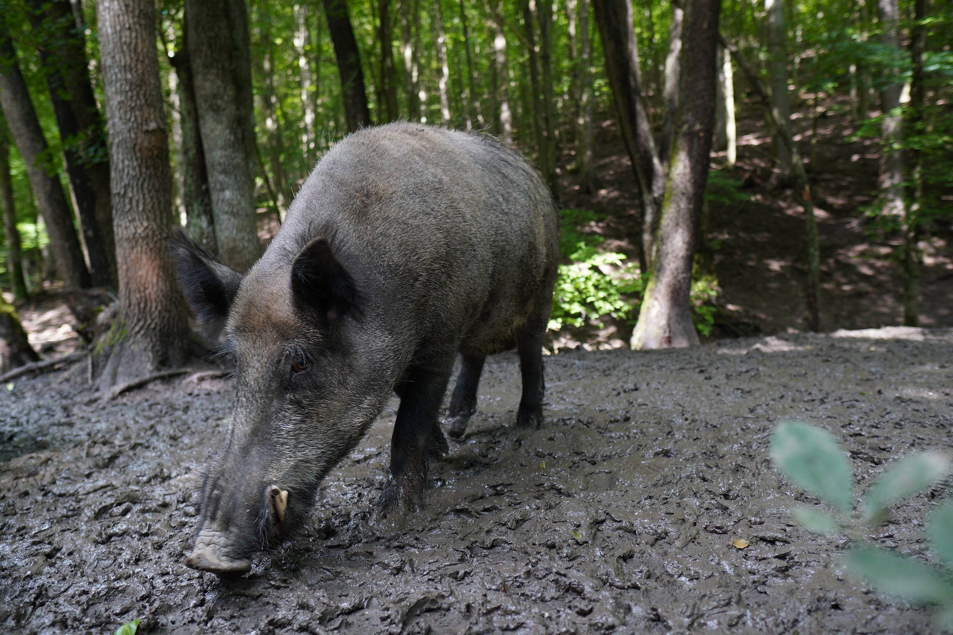 Ein Wildschwein im Wald