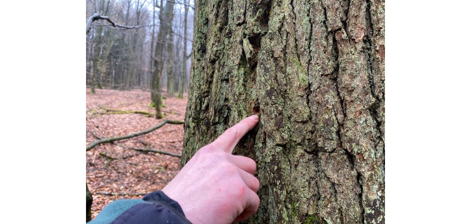 Eine Hand zeigt auf das Bohrloch eines Eichenprachtkäfers an einem Baumstamm