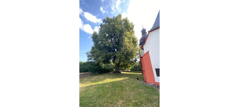 Hohe, alte Linde neben einer Kirche