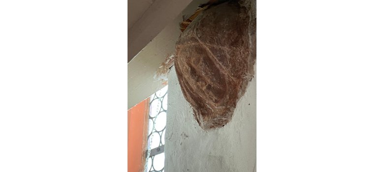 Blick von der Seite auf eine Konsole aus rotem Sandstein, die aus einer weiß verputzten Wand ragt und ein menschliches Gesicht darstellt