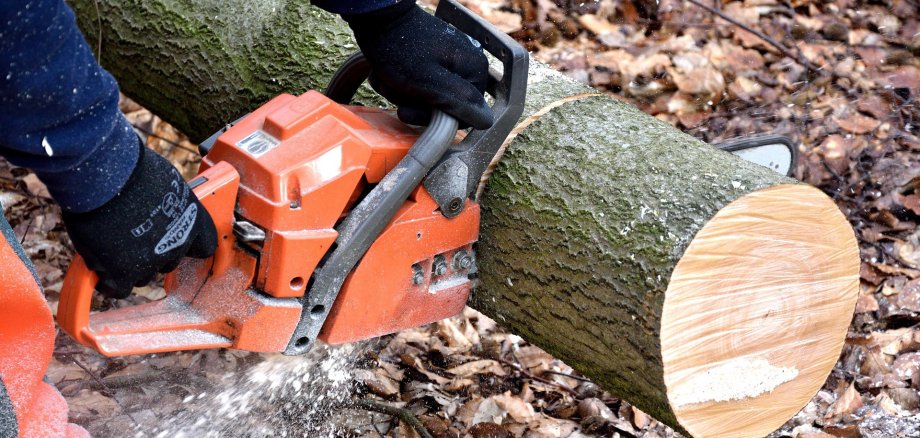 Eine Kettensäge durchtrennt einen dünnen Baumstamm