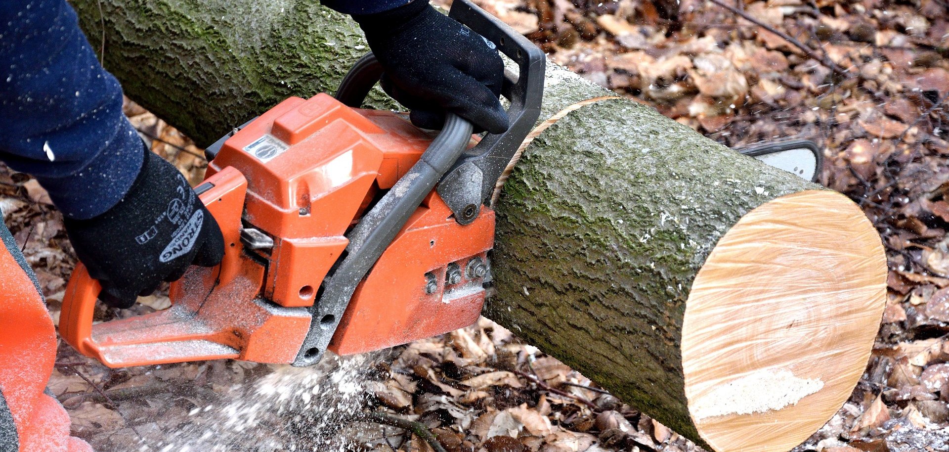 Eine Kettensäge durchtrennt einen dünnen Baumstamm