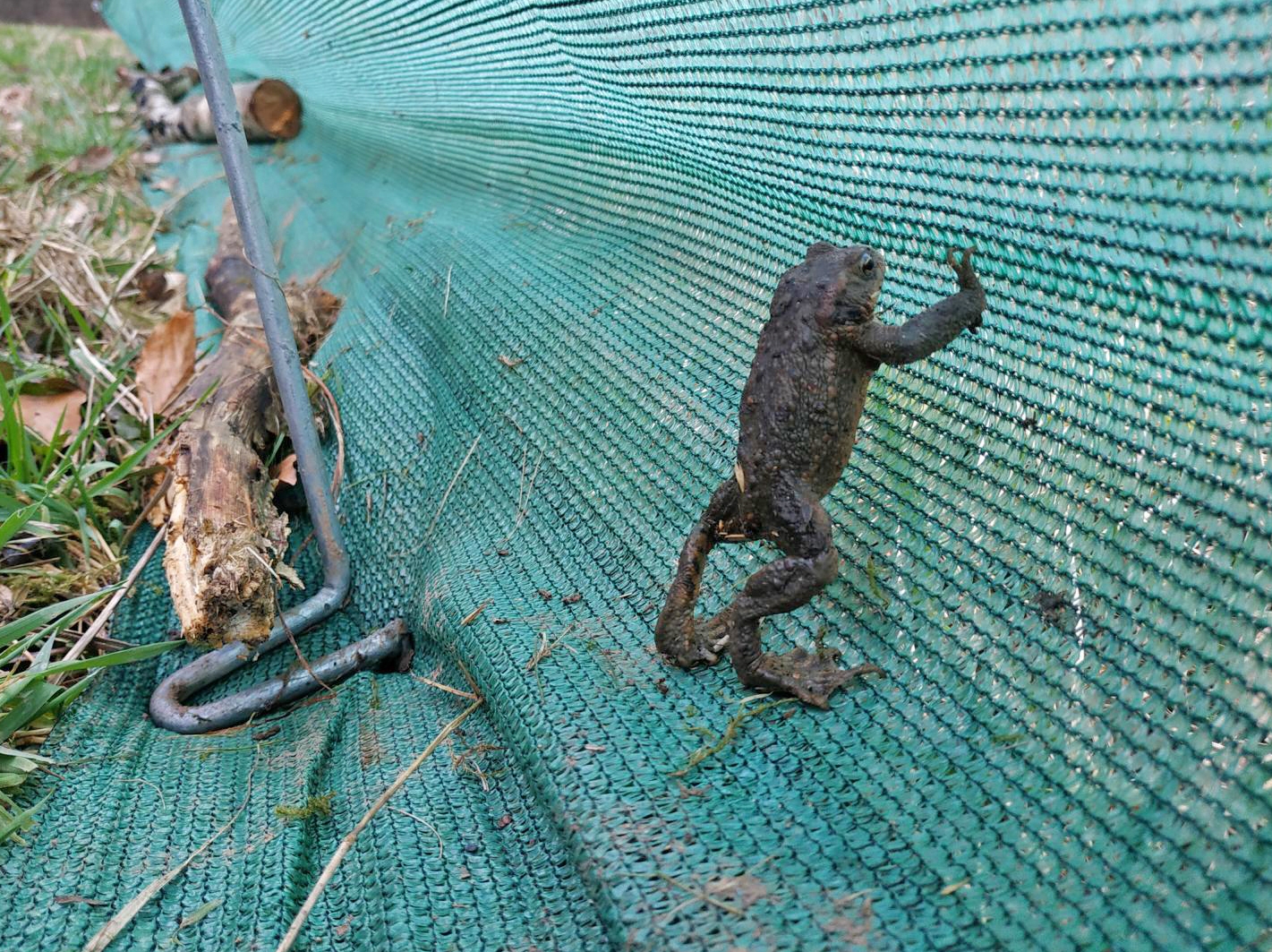 Eine Erdkröte versucht den Krötenzaun zu überwinden