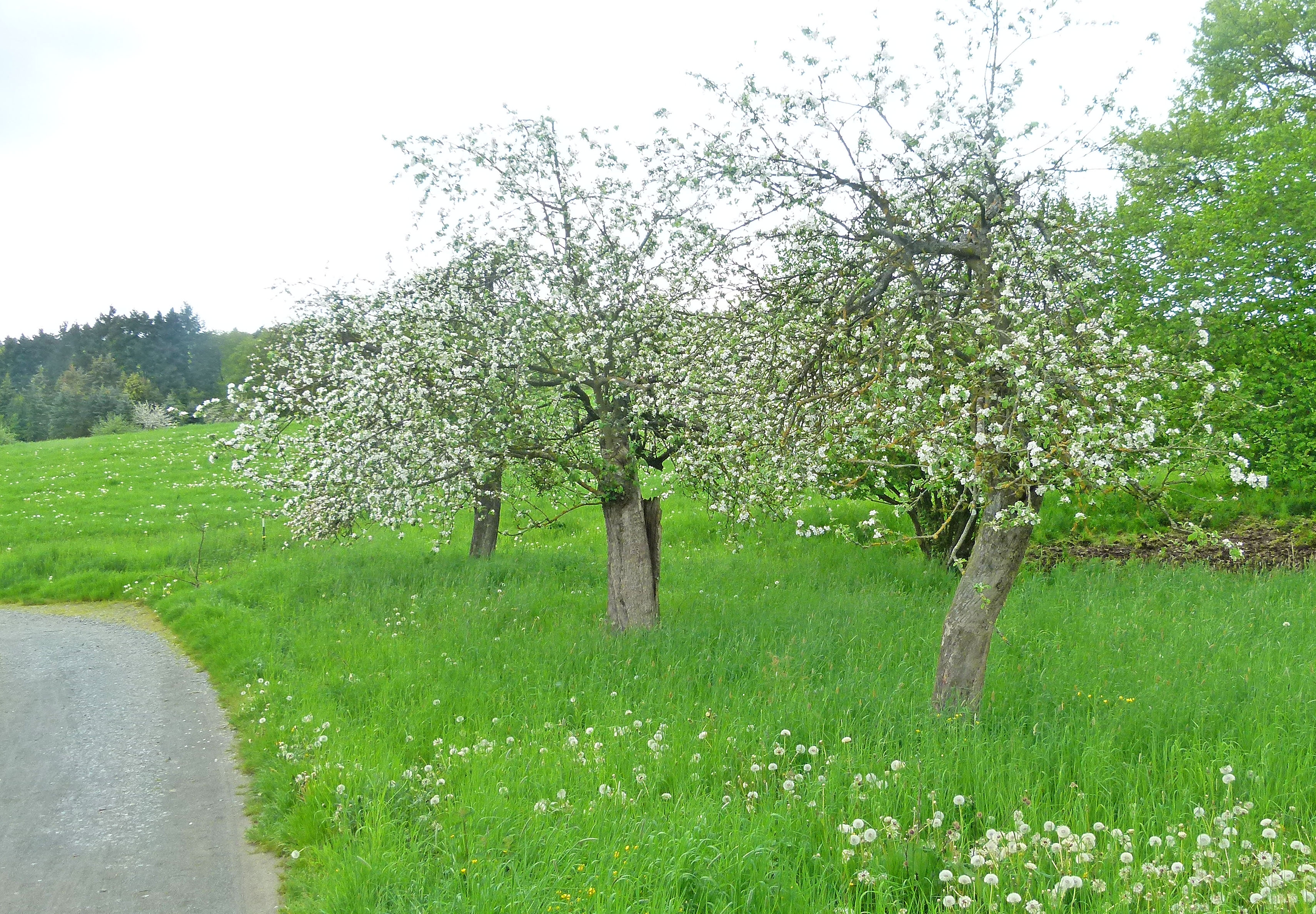 Blick auf eine Wiese mit Apfelbäumen