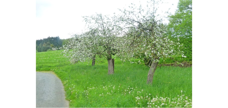 Blick auf eine Wiese mit Apfelbäumen