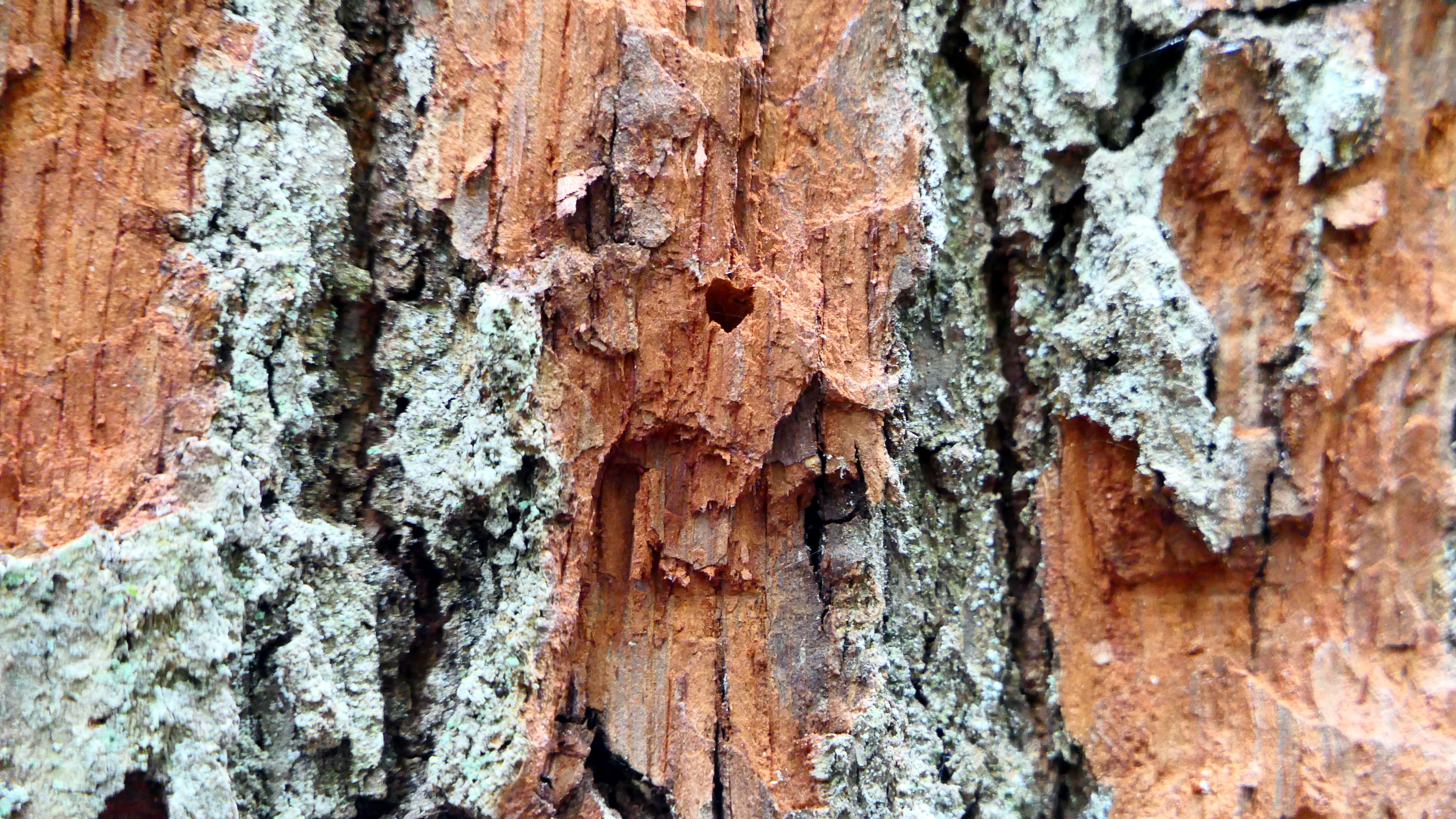 Eichenrinde mit einem Käferloch