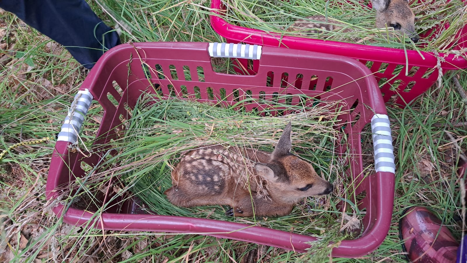 Ein Rehkitz in einem Korb