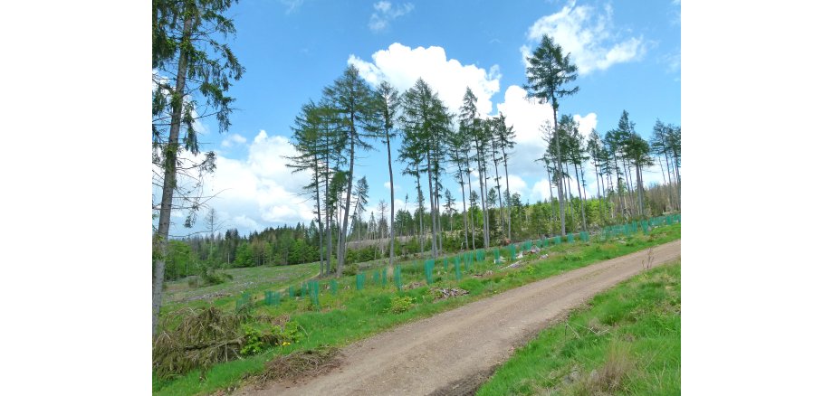 Eine Kahlschlagfläche Im Wald mit neu gepflanzten Bäumen